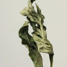 Load image into Gallery viewer, Dried green leaves with a wavy texture against a light background, showcasing natural plant elements.