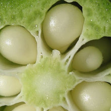 Load image into Gallery viewer, Organic Okra-Collagen Soap