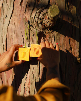 Fresh Carrot Soap & Eczema/Dry Skin Management