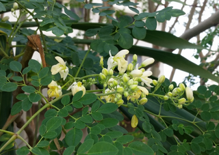 What’s Inside Our Moringa Bar—and Why Your Skin Will Thank You | TERRA-TORY