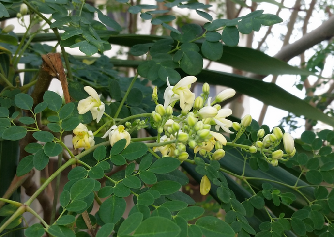 What’s Inside Our Moringa Bar—and Why Your Skin Will Thank You
