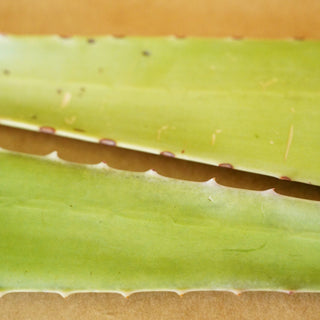 What Is TERRA-TORY Aloe Soap Good For?