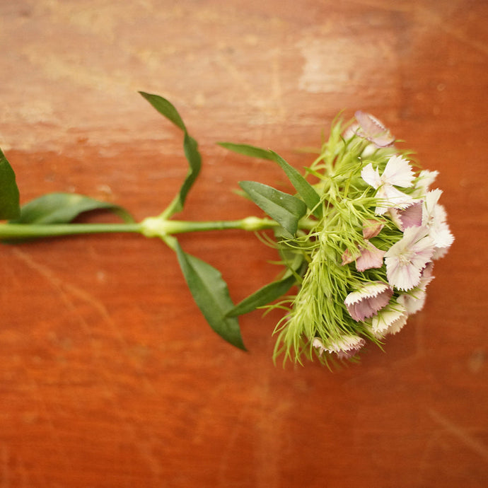 5 Ingredients to Avoid if You Have Eczema | TERRA-TORY