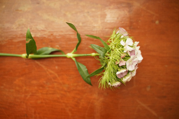 5 Ingredients to Avoid if You Have Eczema | TERRA-TORY