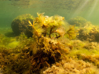 Kelp Me, I'm Dry: Meet Bladderwrack, the Seaweed in Our Pumpkin Soap
