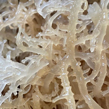 Load image into Gallery viewer, Unscented Sea Moss Soap Cube
