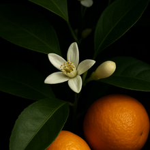 Load image into Gallery viewer, Santi Omega Body Oil
