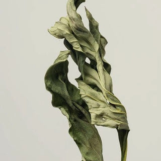 Dried green leaves with a wavy texture against a light background, showcasing natural plant elements.